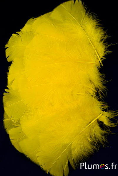 Dinde - 6-8 cm - jaune